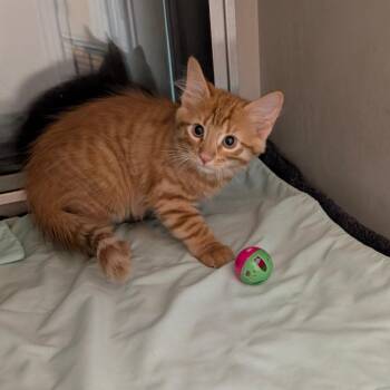 Simba -  Domestic Short Hair Cat for Adoption in Rowlett, Texas - Simba | PetCurious