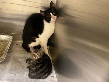MILLY -  Domestic Short Hair Cat for Adoption in Tustin, California - MILLY | PetCurious
