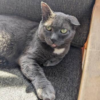 Rescue Domestic Short Hair Cats for Adoption in Evanston, Illinois - Atlantis | PetCurious