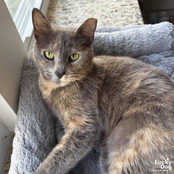 Penny -  Domestic Short Hair Cat for Adoption in Washington, District Of Columbia - Penny | PetCurious