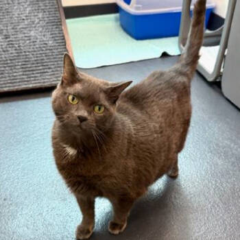 Rescue Domestic Short Hair Cats for Adoption in New York, New York - Ashley | PetCurious