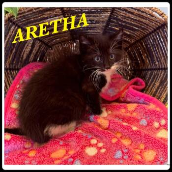 Aretha -  Domestic Medium Hair Cat for Adoption in Ashland, Kentucky - Aretha | PetCurious