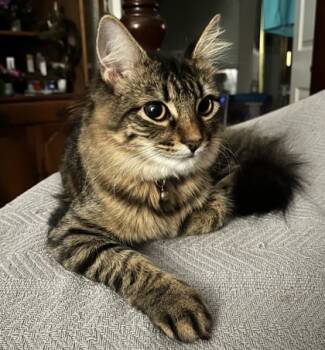 Rescue Domestic Long Hair and Maine Coon Cats for Adoption in Fort Worth, Texas - Hadley | PetCurious