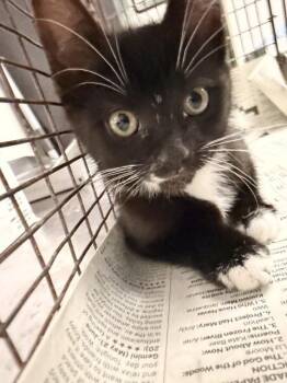 Domestic Short Hair Cats Available for Adoption in San Bernardino, California - ASTRO | PetCurious