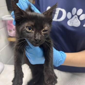 Owl -  Domestic Short Hair Cat for Adoption in Summerville, South Carolina - Owl | PetCurious