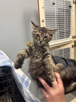 Tabasco -  Domestic Long Hair Cat for Adoption in Bloomington, Indiana - Tabasco | PetCurious