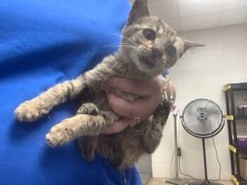 Rescue Domestic Short Hair Cats for Adoption in Fort Worth, Texas - Bannana | PetCurious