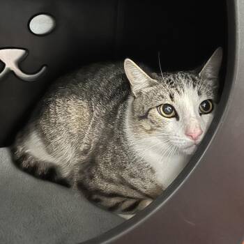 Domestic Short Hair Cats Available for Adoption in Titusville, Florida - Zoro | PetCurious