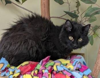 Asher -  Domestic Long Hair and Domestic Short Hair Cat for Adoption in Hastings, Nebraska - Asher | PetCurious