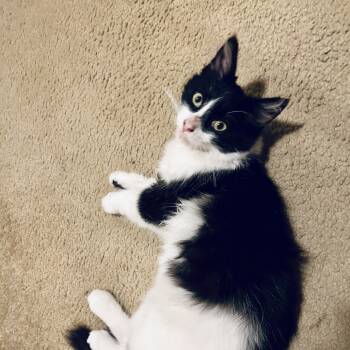 Rescue Domestic Short Hair Cats for Adoption in Long Beach, California - Beanie | PetCurious