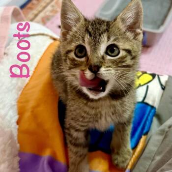 Boots -  Domestic Short Hair Cat for Adoption in Reston, Virginia - Boots | PetCurious