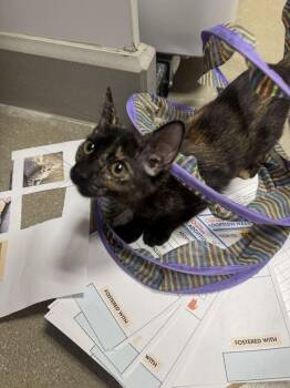 Helena -  Domestic Short Hair Cat for Adoption in Topeka, Kansas - Helena | PetCurious