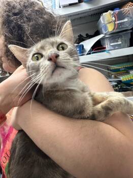 Rescue Domestic Short Hair Cats for Adoption in Pomona, New York - Kai | PetCurious