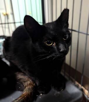 Brigitta -  Domestic Short Hair Cat for Adoption in Seven Valleys, Pennsylvania - Brigitta | PetCurious