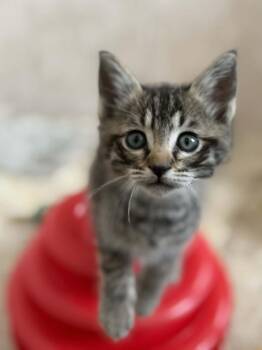 Domestic Short Hair Cats Available for Adoption in Orlando, Florida - Woodford | PetCurious