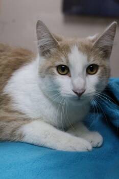 Rescue Domestic Medium Hair Cats for Adoption in Portage, Wisconsin - Rye | PetCurious