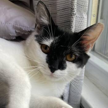 Rescue Domestic Short Hair Cats for Adoption in Plainfield, Illinois - Amanda | PetCurious