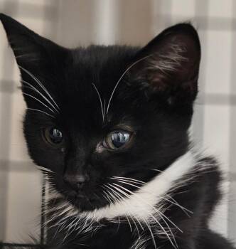 Fallon -  Domestic Short Hair Cat for Adoption in Lovingston, Virginia - Fallon | PetCurious