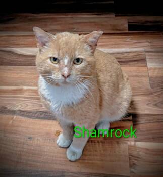 Domestic Short Hair Cats Available for Adoption - Shamrock | PetCurious