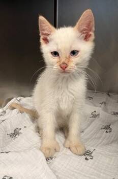 Extra Toes Cat Hemingway Polydactyl Cats Available for Adoption in Detroit, Michigan - Woodstock | PetCurious