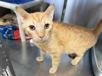 Mark -  Domestic Short Hair Cat for Adoption in Wantagh, New York - Mark | PetCurious