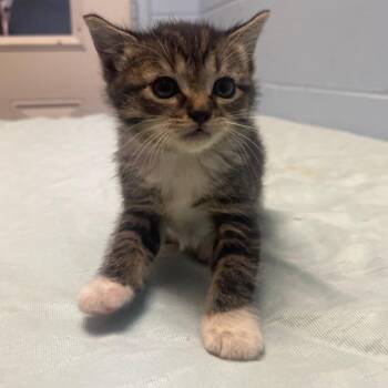 Domestic Short Hair Cats Available for Adoption in Valley, Alabama - Jordan | PetCurious