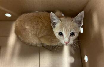 A138562 -  Domestic Short Hair Cat for Adoption in Palmetto, Florida - A138562 | PetCurious