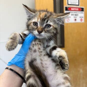 Domestic Long Hair Cats Available for Adoption in Columbiana, Alabama - Blood Pressure Cuff | PetCurious