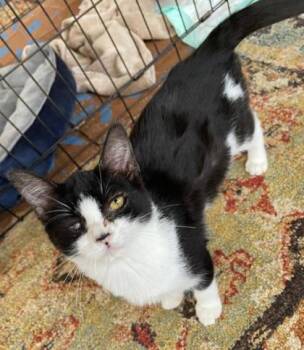 Domestic Short Hair Cats Available for Adoption in Kansas City, Missouri - Pamela | PetCurious