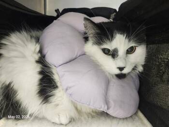 Domestic Short Hair Cats Available for Adoption in Santa Cruz, California - ELEANOR | PetCurious