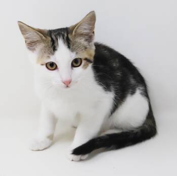 Tristan is a superstar - OLD ENOUGH TO GO SOLO -  Bengal and Turkish Van Cat for Adoption in Bedford Hills, New York - Tristan Is A Superstar - OLD ENOUGH TO GO SOLO | PetCurious