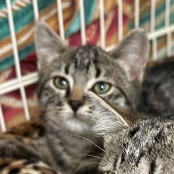 luke -  Domestic Short Hair Cat for Adoption in Priest River, Idaho - Luke | PetCurious