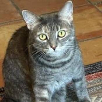 Michi -  Domestic Short Hair Cat for Adoption in Los Angeles, California - Michi | PetCurious