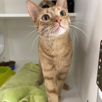Eminem & Outkast (Bonded) -  Domestic Short Hair Cat for Adoption in La Grange Park, Illinois - Eminem & Outkast (Bonded) | PetCurious