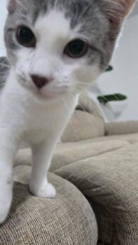 Chromeo - SPECIAL NEEDS -  Domestic Short Hair Cat for Adoption in West Lawn, Pennsylvania - Chromeo - SPECIAL NEEDS | PetCurious
