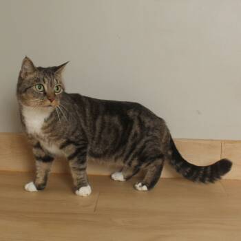 Rescue Domestic Short Hair Cats for Adoption in Minnetonka, Minnesota - Cece C66957 | PetCurious