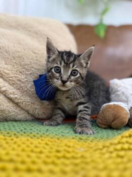 Tabby and Domestic Short Hair Cats Available for Adoption in Friendswood, Texas - Tigger Bunny | PetCurious