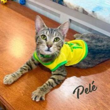 Pelé #World-Cup-champion-snuggler -  Domestic Short Hair and Tabby Cat Available for Adoption in Houston, Texas - Pelé #World-Cup-champion-snuggler | PetCurious