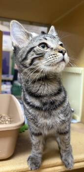 Latte Julian -  Domestic Short Hair Cat for Adoption in Stowe, Pennsylvania - Latte Julian | PetCurious