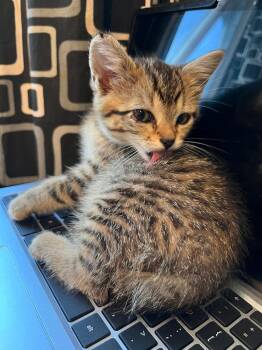 Doris -  American Shorthair Cat for Adoption in Ashland, Wisconsin - Doris | PetCurious