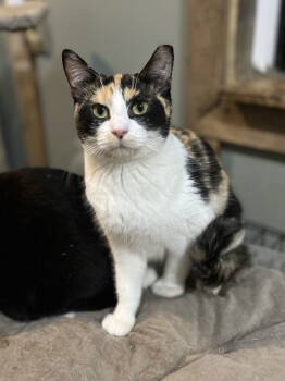 Rescue Calico Cats for Adoption in Zimmerman, Minnesota - Charlotte | PetCurious