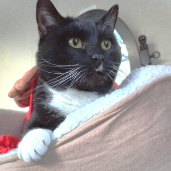 Rescue Domestic Short Hair Cats for Adoption in Merrifield, Virginia - Cookie Wolfson | PetCurious