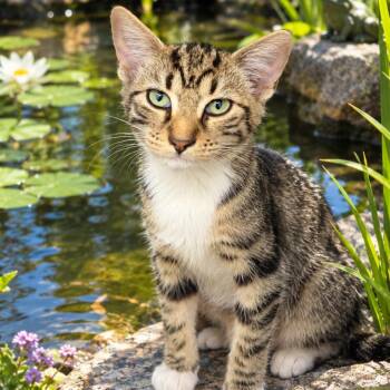 Sinker 26-09-117 -  Domestic Short Hair Cat for Adoption in Bastrop, Texas - Sinker 26-09-117 | PetCurious
