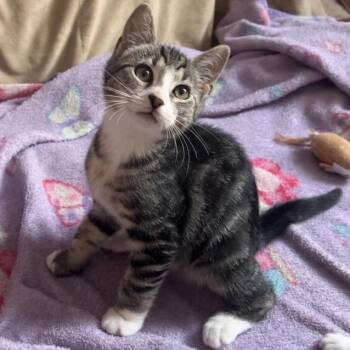 Muffy -  Domestic Short Hair Cat for Adoption in Philadelphia, Pennsylvania - Muffy | PetCurious