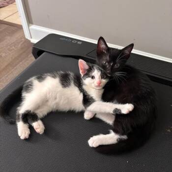 Remus -  Domestic Short Hair Cat for Adoption in Brownsboro, Alabama - Remus | PetCurious