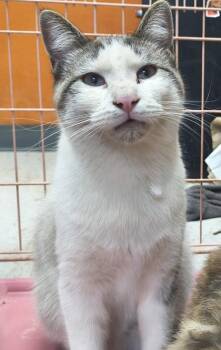 Siamese and Domestic Short Hair Cats Available for Adoption in Beatrice, Nebraska - Cafe | PetCurious