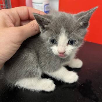 Lynx -  Domestic Short Hair Cat for Adoption in Durango, Colorado - Lynx | PetCurious