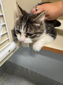 Tilly -  Domestic Short Hair Cat for Adoption in Bloomington, Indiana - Tilly | PetCurious