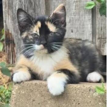 Mileena C12866 -  Domestic Short Hair Cat for Adoption - Mileena C12866 | PetCurious