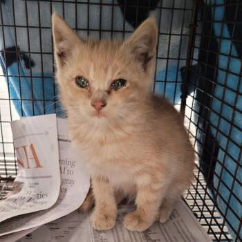 Dylan McDillon -  Domestic Short Hair Cat for Adoption in Los Angeles, California - Dylan McDillon | PetCurious